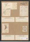 Campylodiscus crebrecostatus Grev. (de-Toni-Nr.: Genus 57, Species 2449) Zeichnungen Sammlung Grunow Nr. 4924 (NHMW-BOT-W0373134)